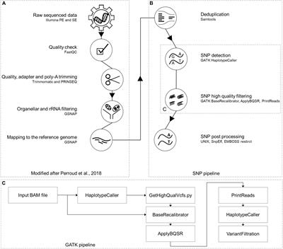 Single Nucleotide Polymorphism Charting of P. patens Reveals Accumulation of Somatic Mutations During in vitro Culture on the Scale of Natural Variation by Selfing